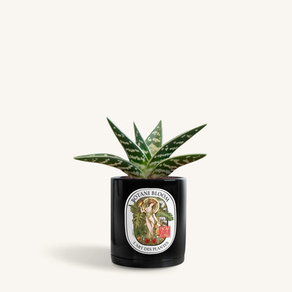 Gonialoe Variegata in a botani bloom noir silk colored pot, front view