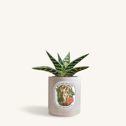 Gonialoe Variegata in a botani bloom silver sage colored pot, front view