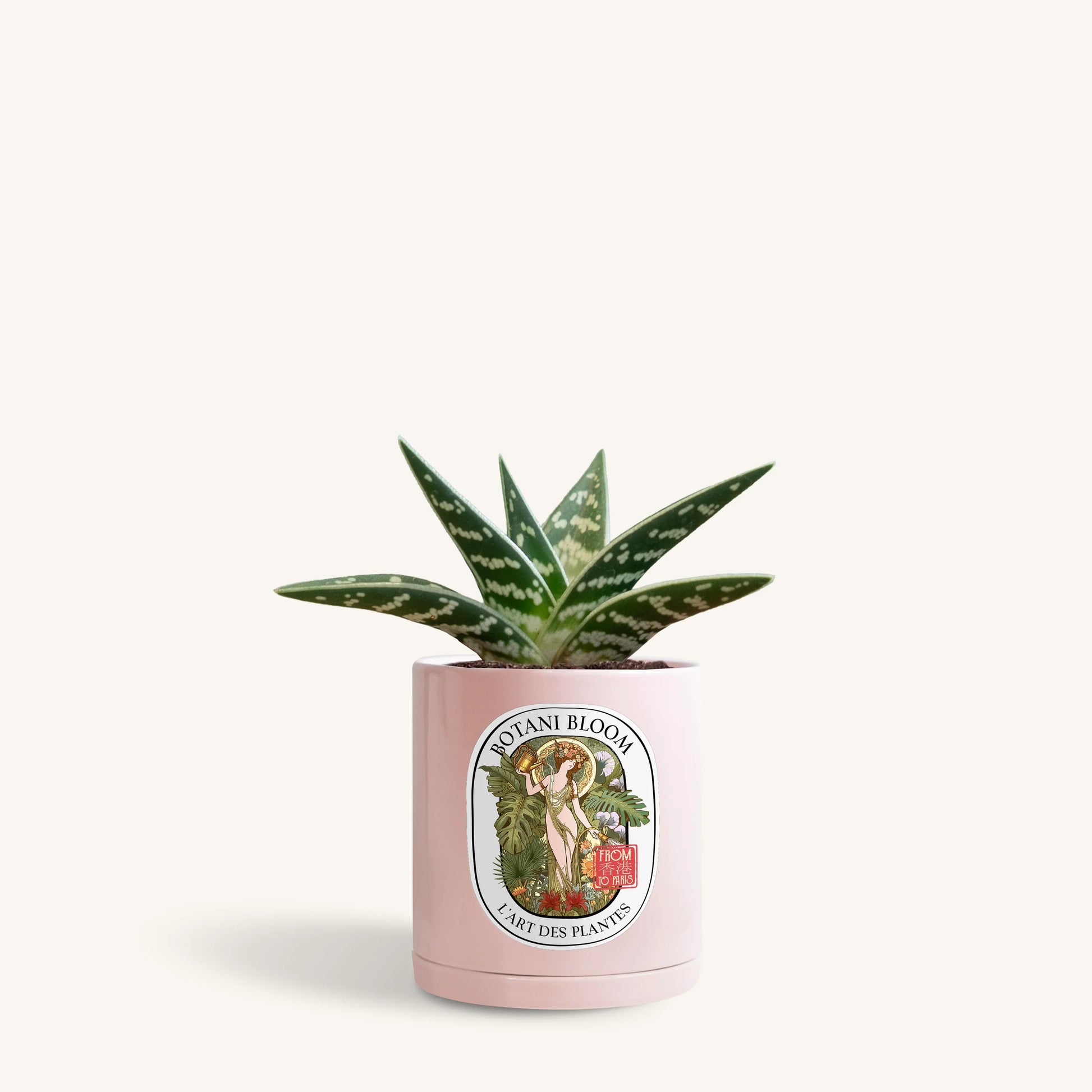 Gonialoe Variegata in a botani bloom blush pink colored pot, front view