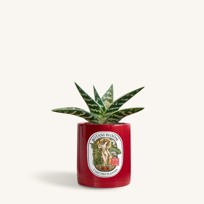 Gonialoe Variegata in a botani bloom ruby rouge colored pot, front view