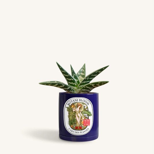 Gonialoe Variegata in a botani bloom electric blue colored pot, front view