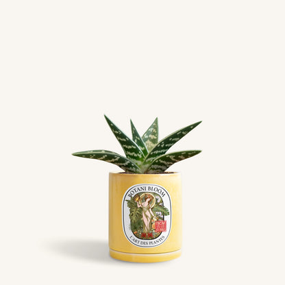 Gonialoe Variegata in a botani bloom lemon maringue colored pot, front view