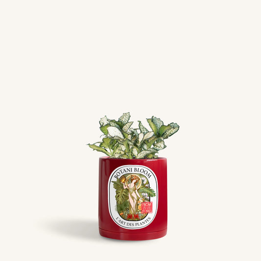 Green Fittonia in a Botani Bloom red pot, front view