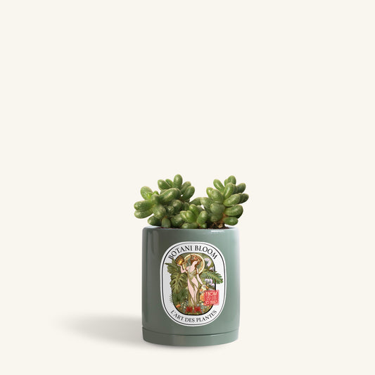 A potted Sedum Hernandezii plant, commonly known as Henri, in a stylish green botani bloom pot, front view