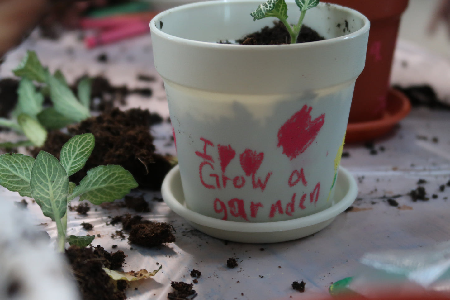 My Little Garden Planting Kit