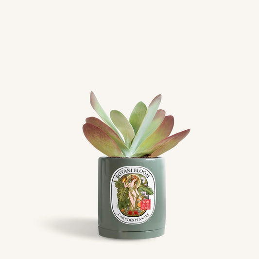 Kalanchoe Thyrsiflora in a botani bloom olive color pot, front view
