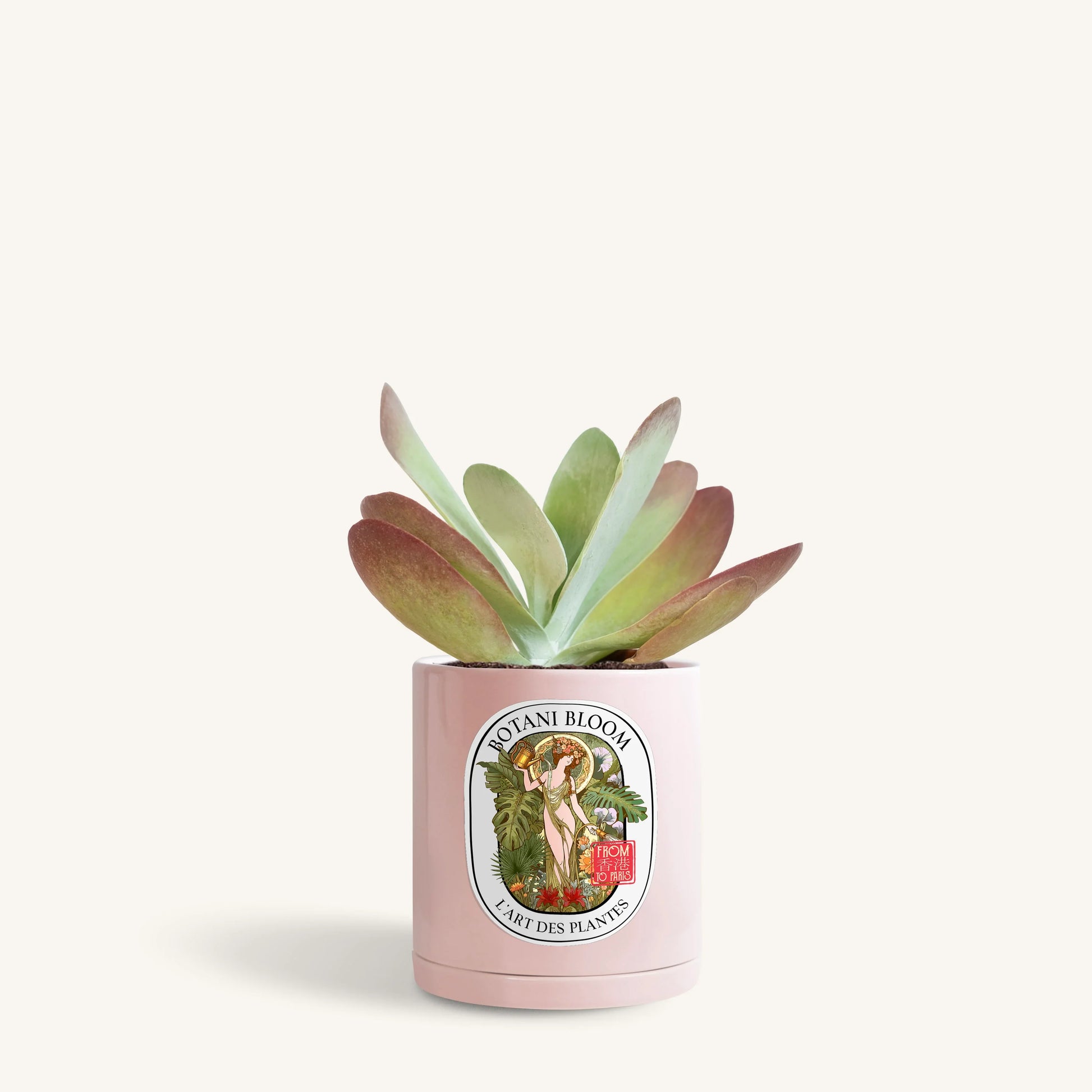Kalanchoe Thyrsiflora in a botani bloom pink color pot, front view