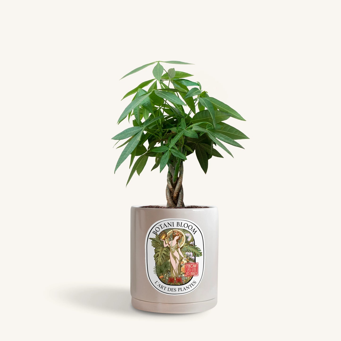 A potted Braided Money Tree, housed in a grey botani bloom pot, front view