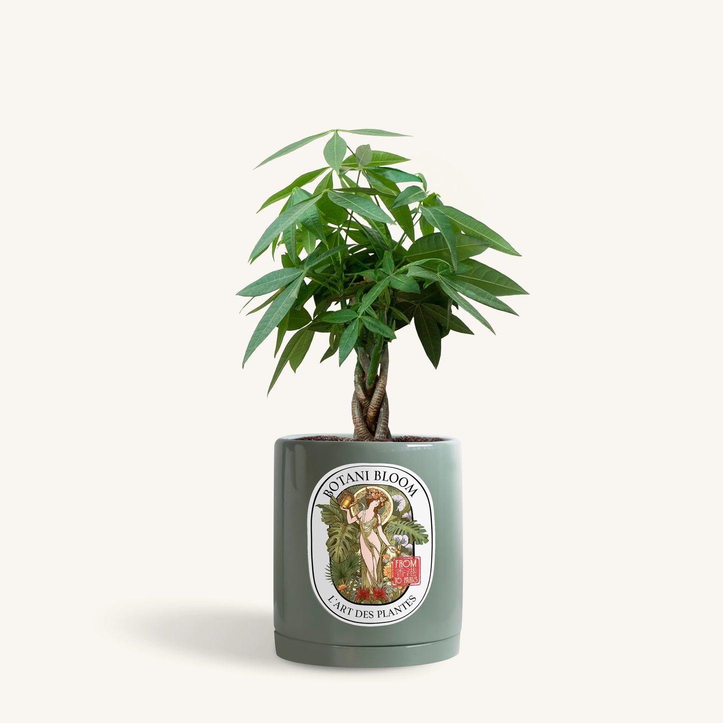 A potted Braided Money Tree, housed in a olive botani bloom pot, front view