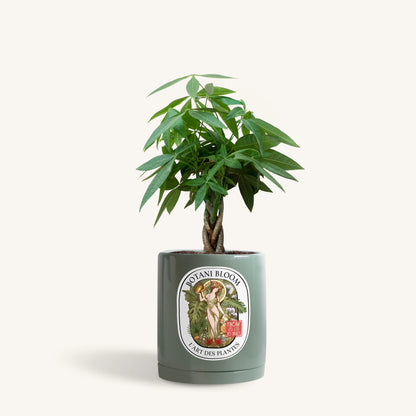 A potted Braided Money Tree, housed in a olive botani bloom pot, front view
