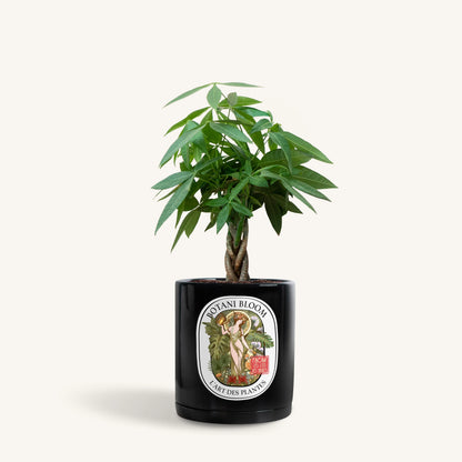 A potted Braided Money Tree, housed in a black botani bloom pot, front view