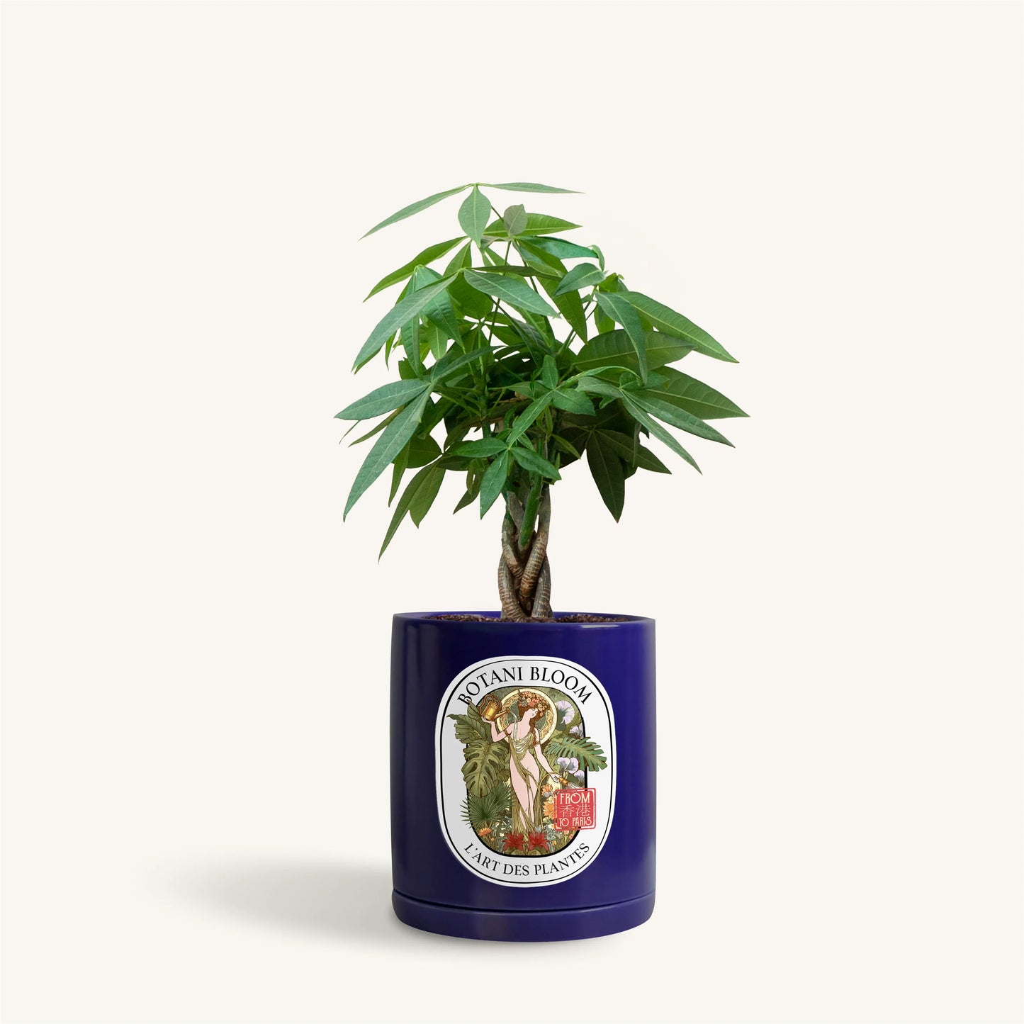 A potted Braided Money Tree, housed in a blue botani bloom pot, front view