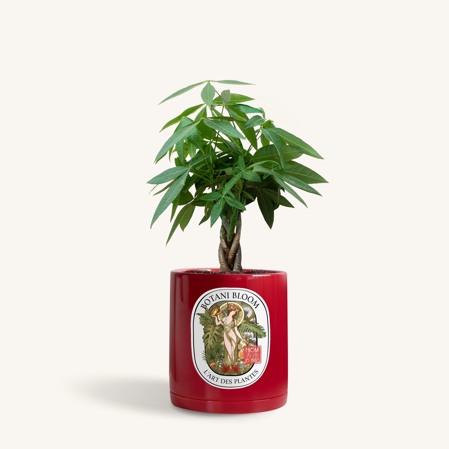 A potted Braided Money Tree, housed in a red botani bloom pot, front view