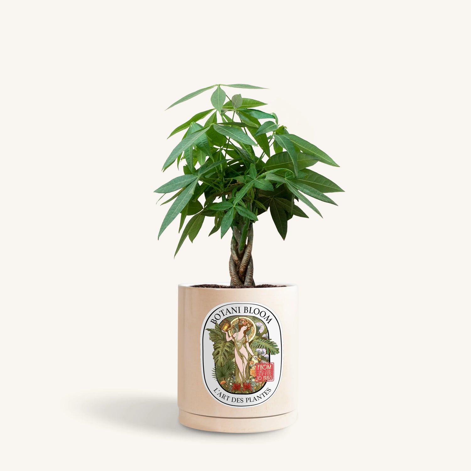 A potted Braided Money Tree, housed in a beige botani bloom pot, front view