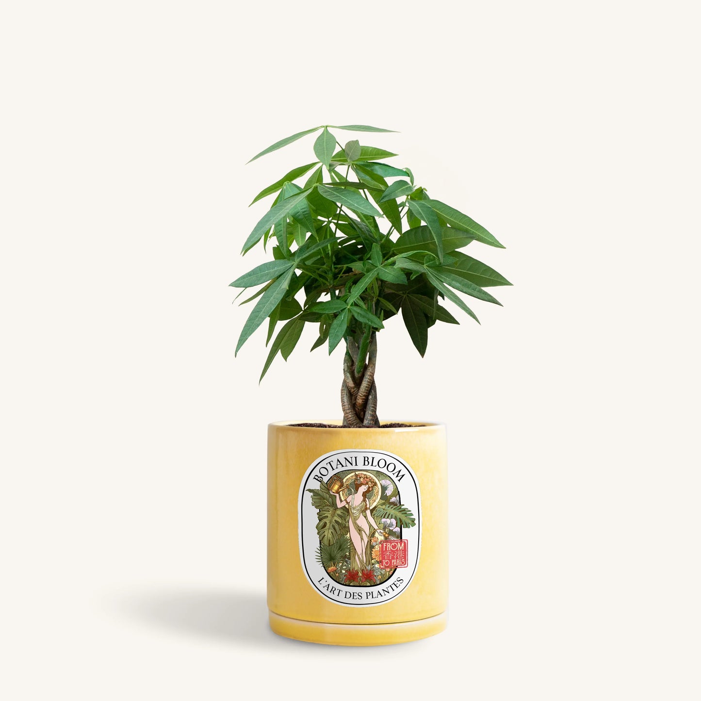 A potted Braided Money Tree, housed in a yellow botani bloom pot, front view