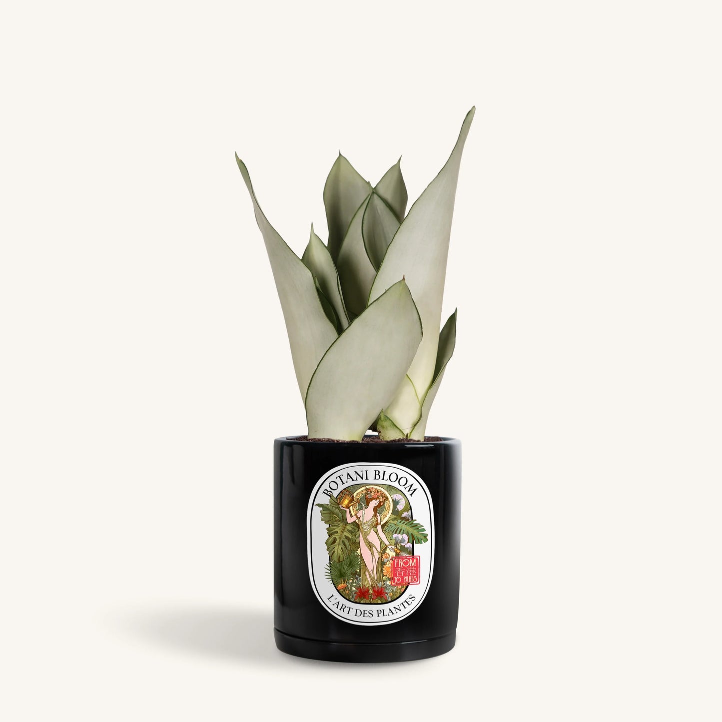 Sansevieria Moonshine in a botani bloom black colored pot, front view