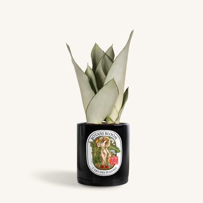 Sansevieria Moonshine in a botani bloom black colored pot, front view