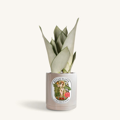 Sansevieria Moonshine in a botani bloom grey colored pot, front view