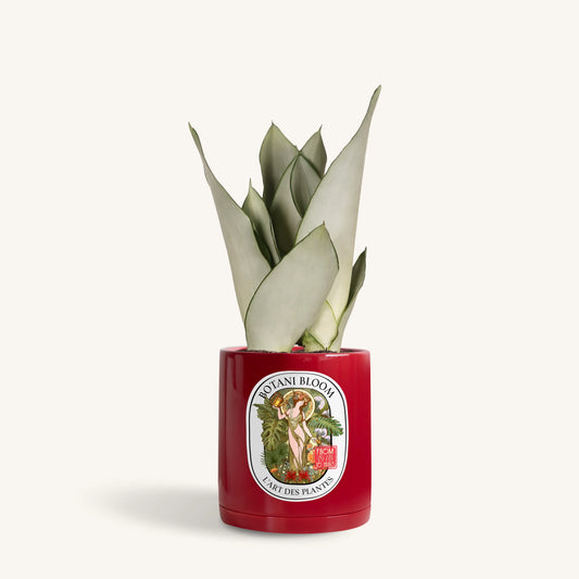 Sansevieria Moonshine in a botani bloom red colored pot, front view