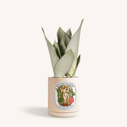 Sansevieria Moonshine in a botani bloom sand colored pot, front view