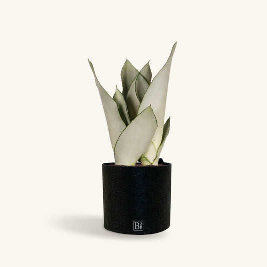 Sansevieria Moonshine