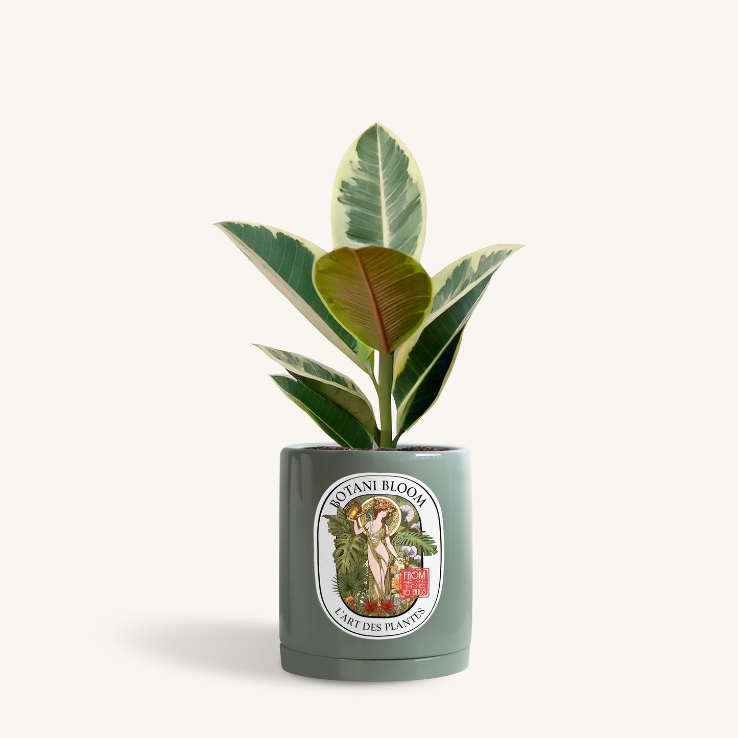 A potted ruby rubber plant in a botani bloom olive pot, front view