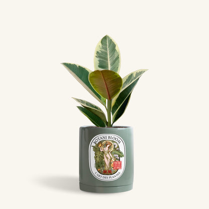 A potted ruby rubber plant in a botani bloom olive pot, front view