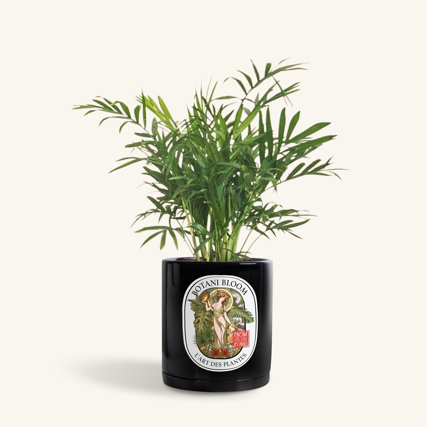 A potted Parlor Palm, in a botani bloom black colored pot, front view
