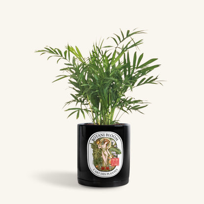 A potted Parlor Palm, in a botani bloom black colored pot, front view