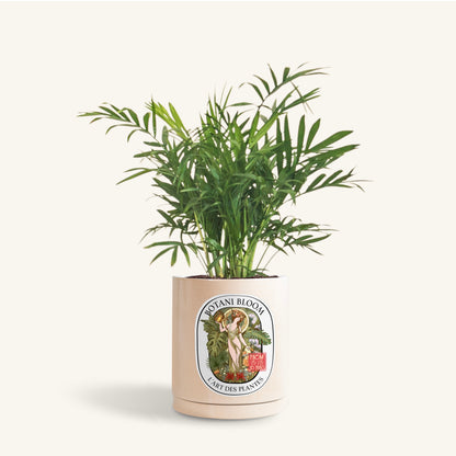 A potted Parlor Palm, in a botani bloom beige colored pot, front view