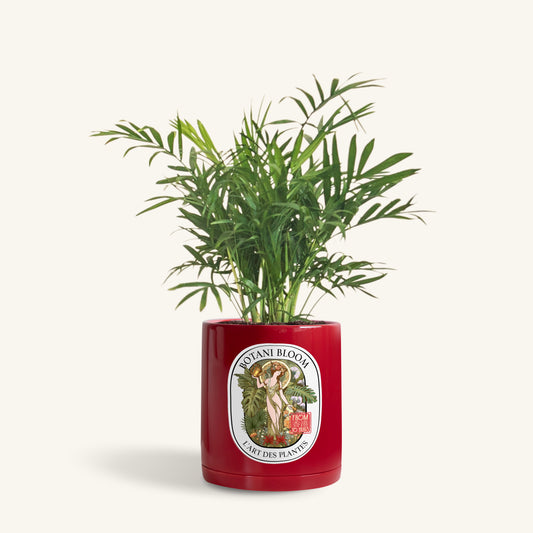 A potted Parlor Palm, in a botani bloom red colored pot, front view