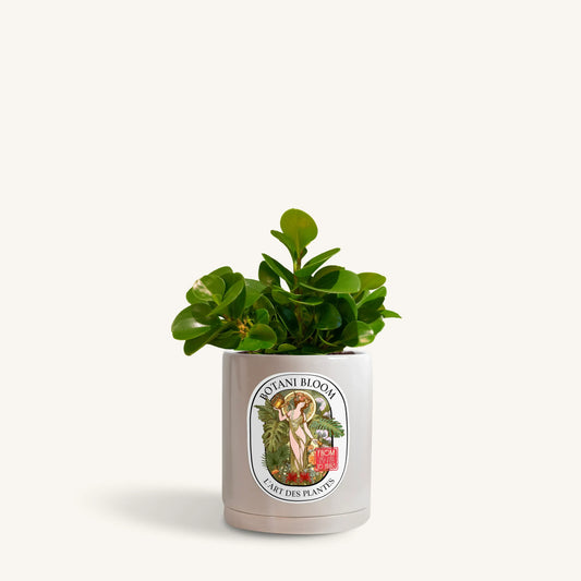 Baby Rubber Plant in a botani bloom grey pot, front view