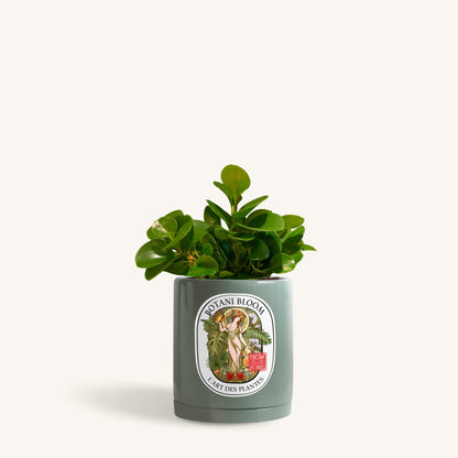 Baby Rubber Plant in a botani bloom olive pot, front view