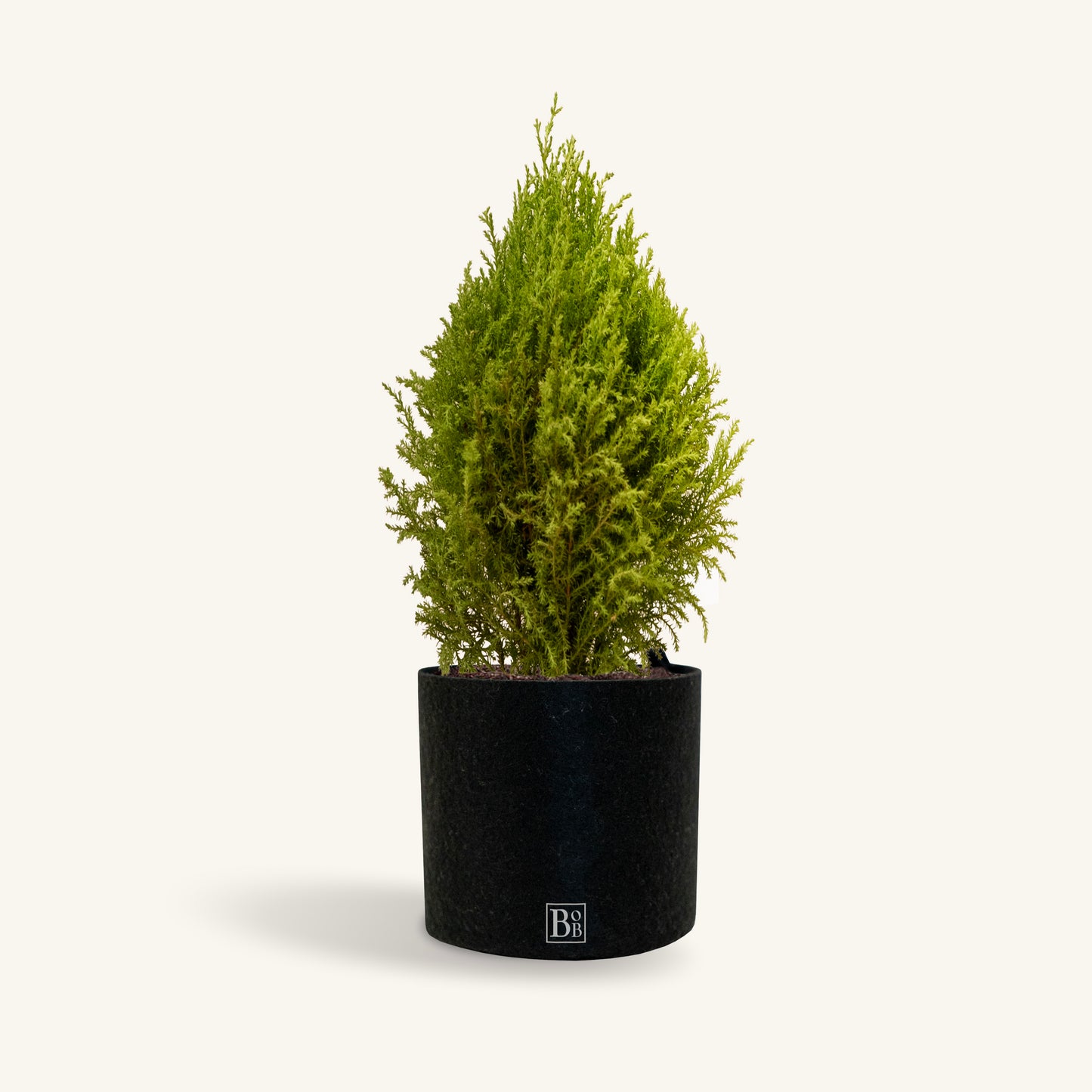 Lemon Cypress (Christmas Special)