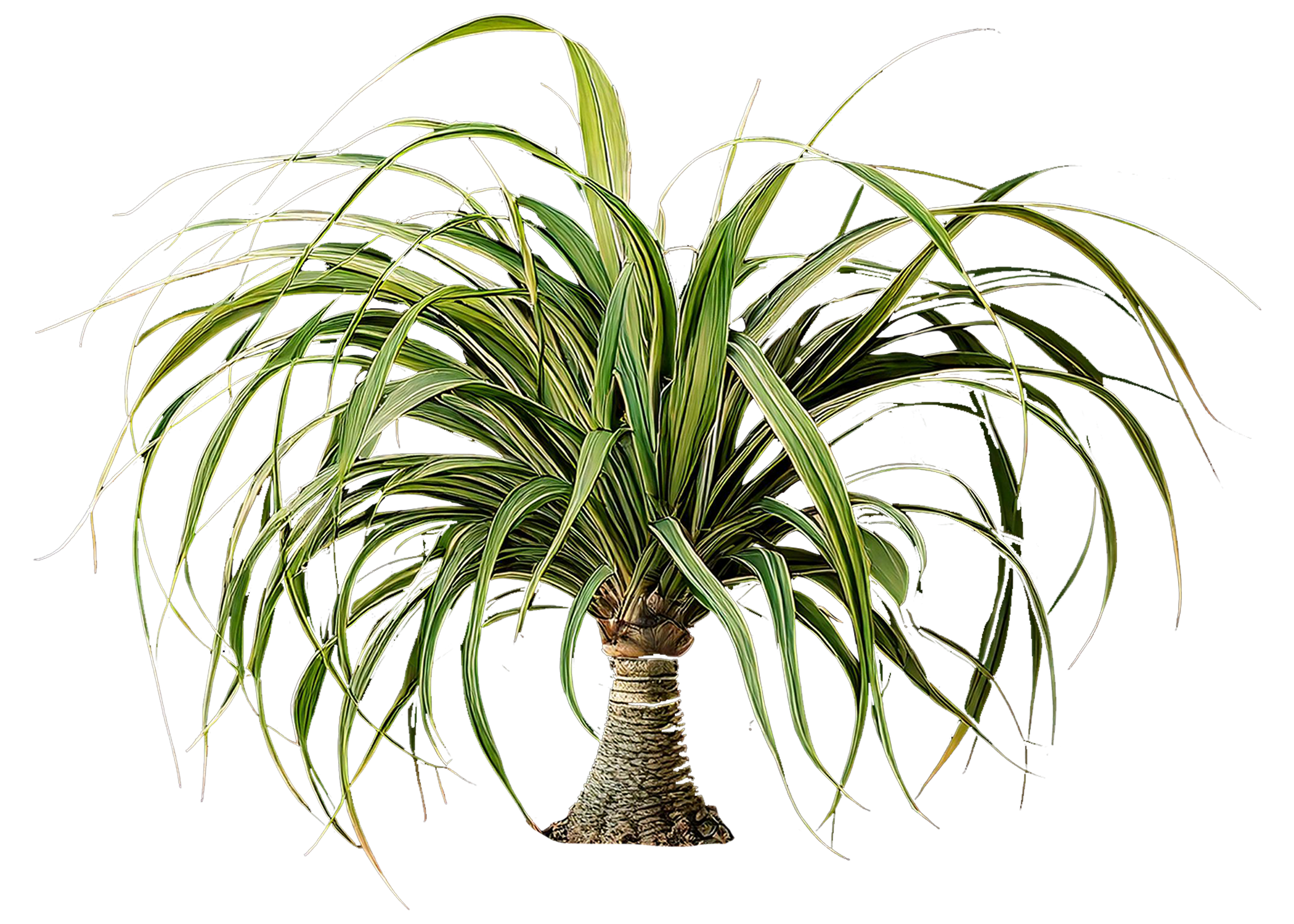 Ponytail Palm