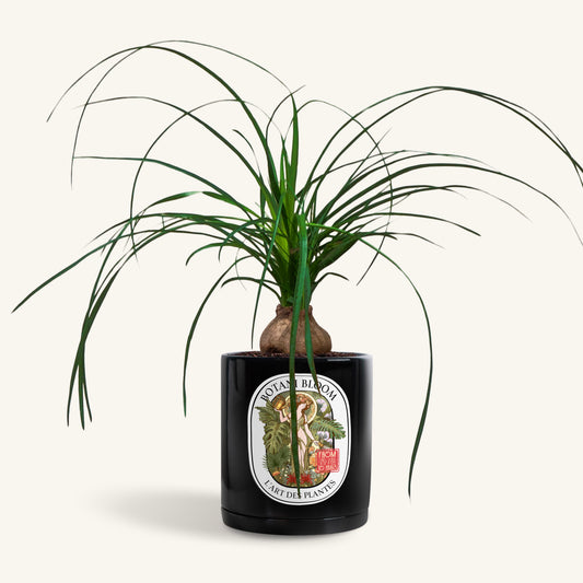 A potted Ponytail Palm in a Botani bloom black pot, front view