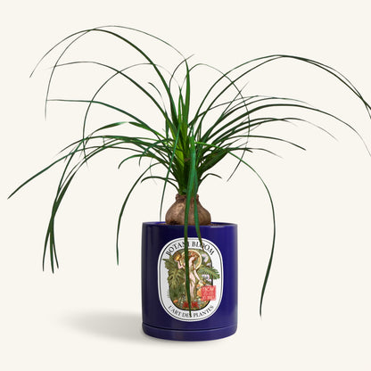 A potted Ponytail Palm in a Botani bloom blue pot, front view