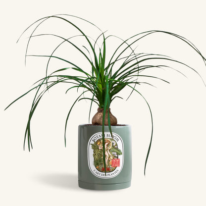 A potted Ponytail Palm in a Botani bloom olive pot, front view