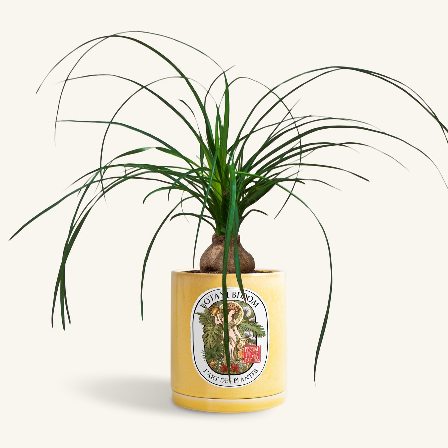 A potted Ponytail Palm in a Botani bloom yellow pot, front view
