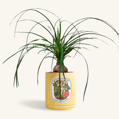 A potted Ponytail Palm in a Botani bloom yellow pot, front view