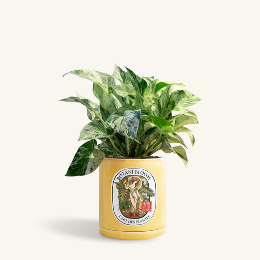 A potted Marble Queen Pothos in a Botani bloom yellow pot, front view