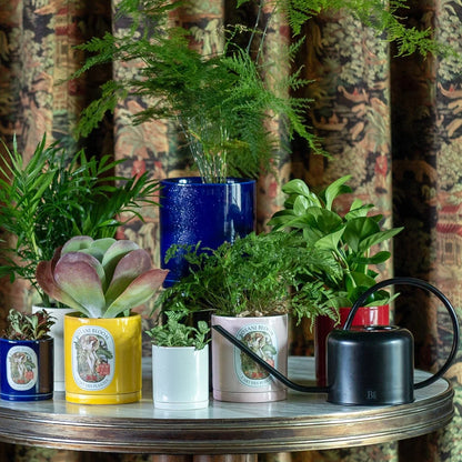 A potted asparagus fern, housed in a blue large botani bloom pot, with other plants and pots