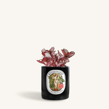 Red Fittonia in a Botani Bloom noir silk colored pot, front view