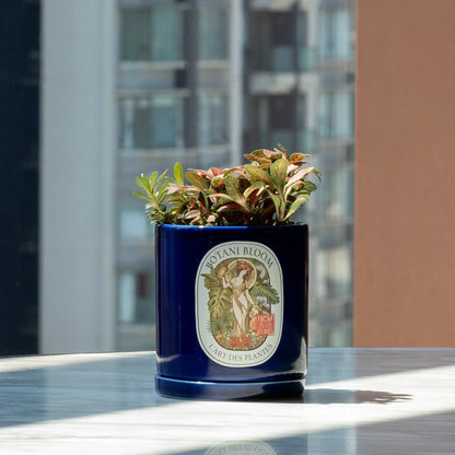 Red Fittonia in a Botani Bloom electric blue colored pot, front view, with background