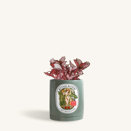 Red Fittonia in a Botani Bloom retro olive colored pot, front view