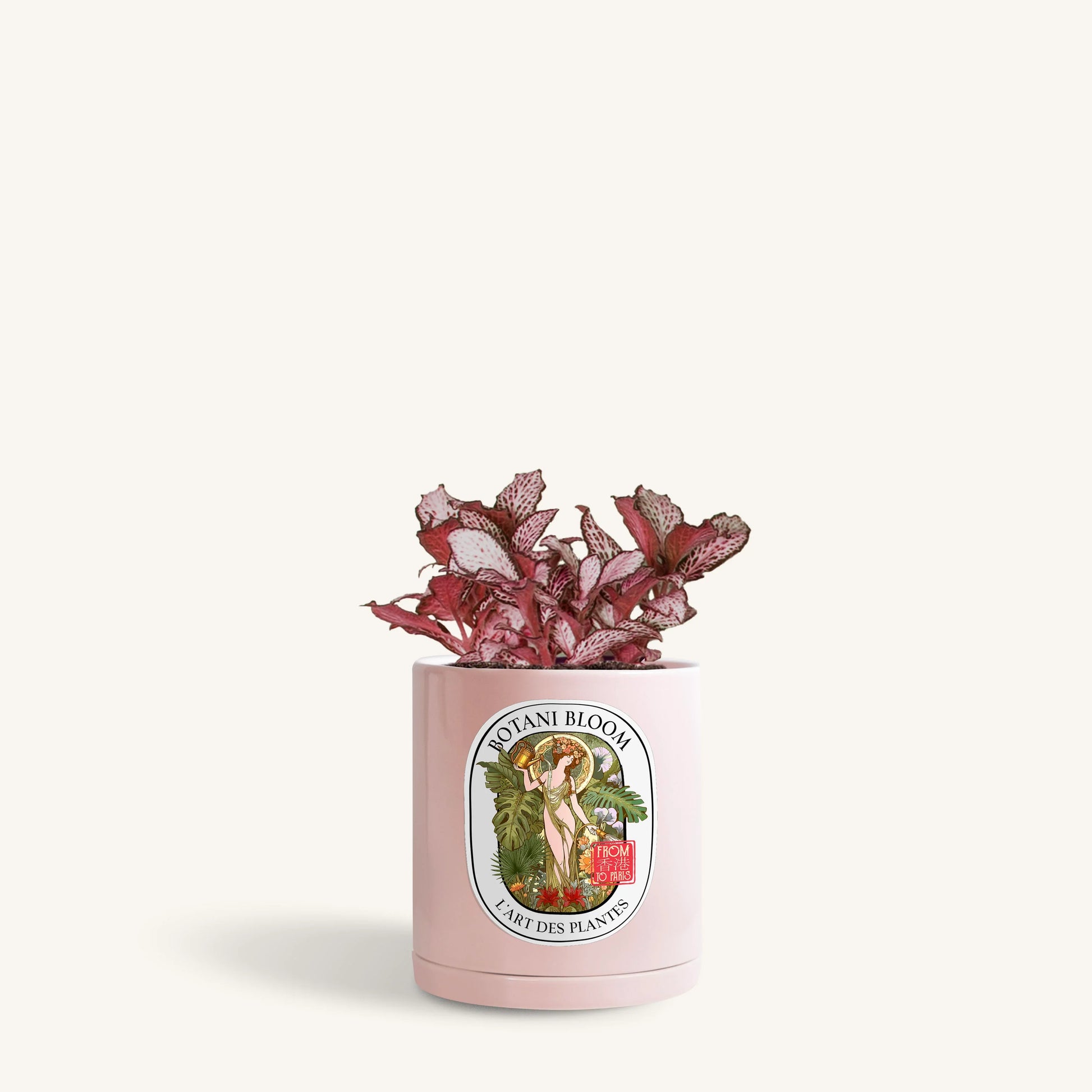 Red Fittonia in a Botani Bloom blush pink colored pot, front view