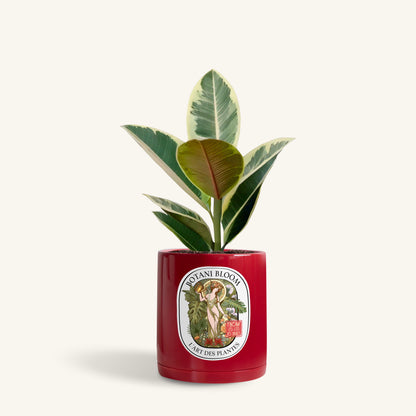 A potted ruby rubber plant in a botani bloom red pot, front view