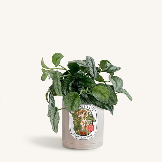A potted satin pothos in a botani bloom grey pot, front view