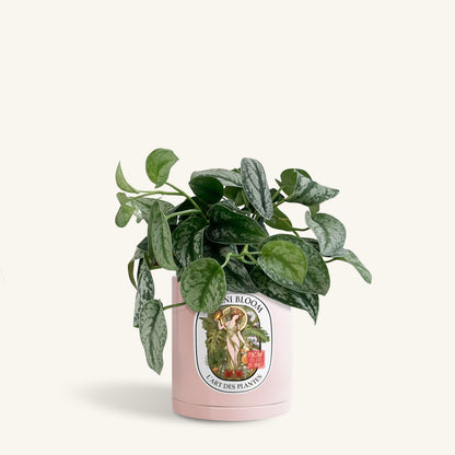 A potted satin pothos in a pink botani bloom pot, front view
