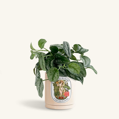 A potted satin pothos in a beige botani bloom pot, front view